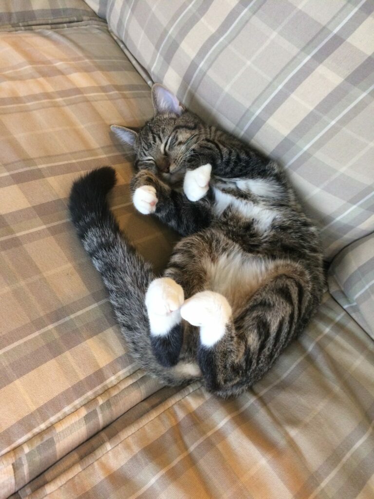 This is an image of a small tabby cat on a beige couch.