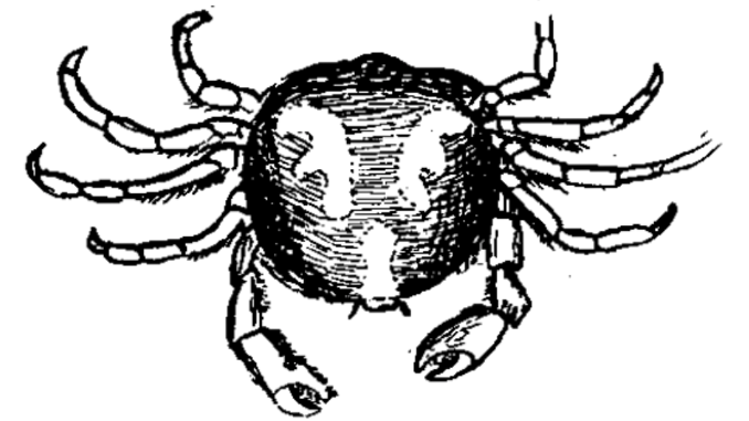 A pen illustration of the oyster crab, as seen from above.